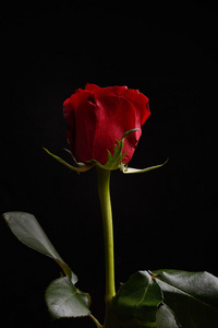 在黑色背景上，美丽的红玫瑰与强烈的对比。Dra