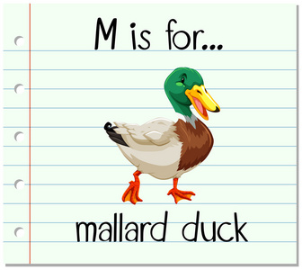 抽认卡字母 M 是野鸭