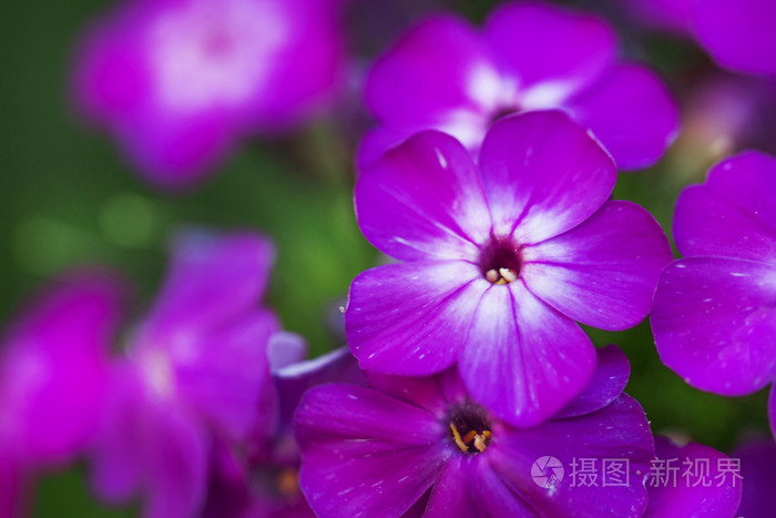 自然夏天模糊背景与淡紫色的花