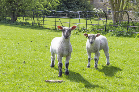 羊在草地上的羊群