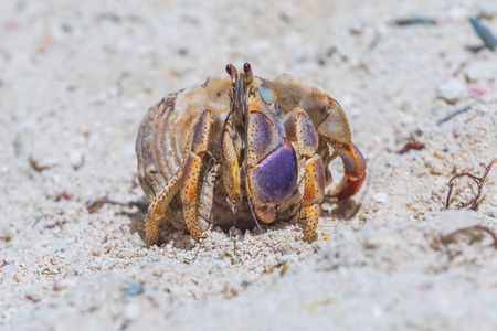 Hermitcrab 在海滩上