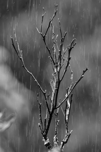 雨水落在一根树枝