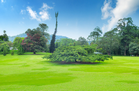 公园 绿色草地和蓝天