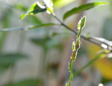 蜈蚣植物在后院花园里来回留芽