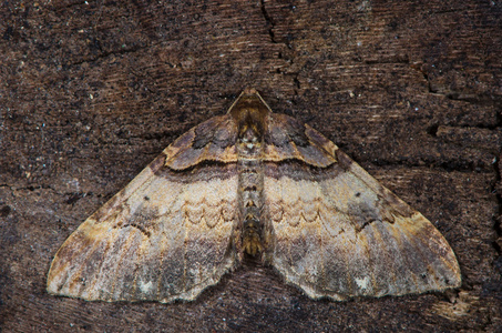 从上面的肩条纹蛾 Earophila badiata