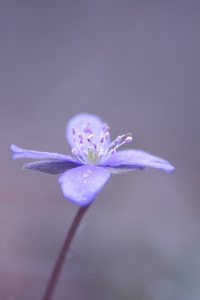 在盛开的樱花