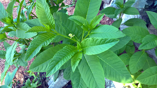 大绿叶植物