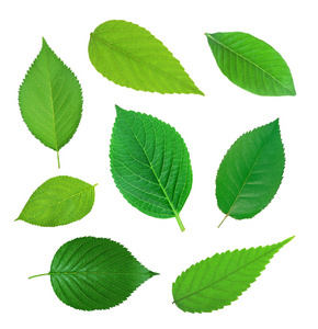 绿色的春天树叶上白色孤立一套照片