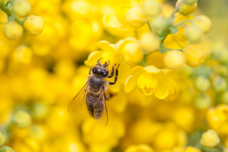 在花上的觅食蜂
