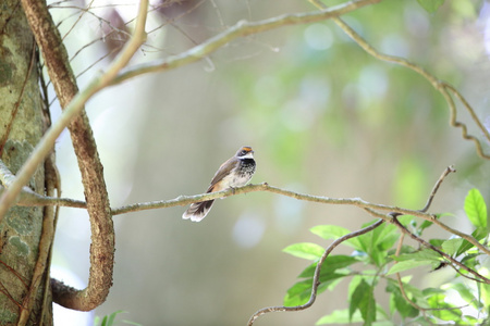 澳大利亚厚尾图片