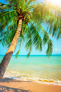不错的热带海滩，与棕榈树围绕的视图