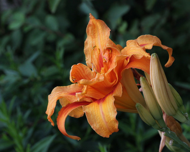 黄花菜橙花图片