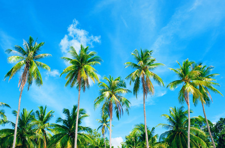 椰子棕榈树全景视图