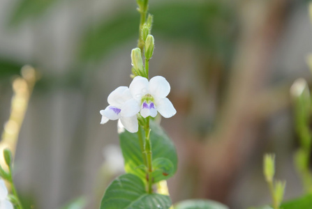 后院花园蜈蚣植物花