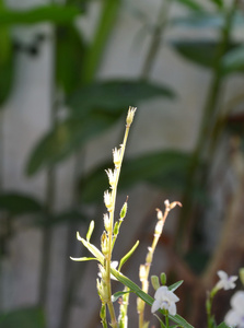 蜈蚣植物在后院花园里来回留芽