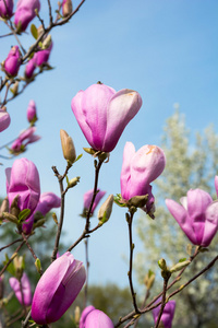 玉兰芽。玉兰枝