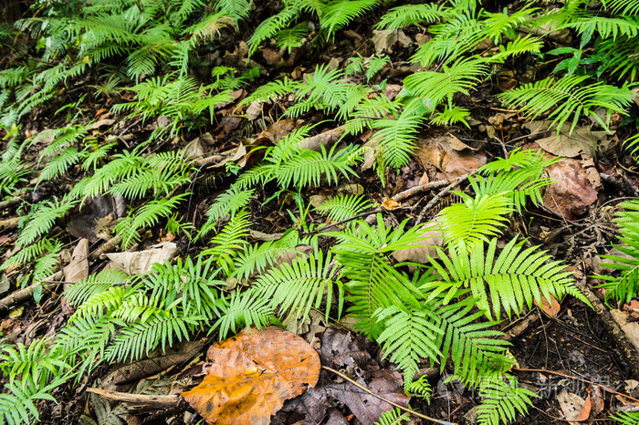 蕨类植物在森林特写