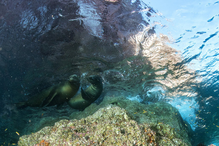 海狮海豹水下同时潜水加拉帕戈
