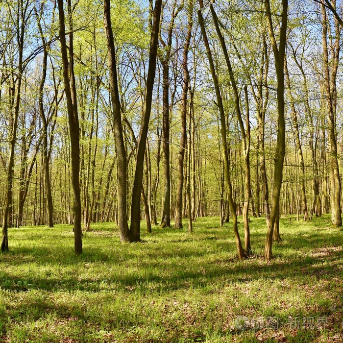 春天美丽的绿色森林全景. 绿色.
