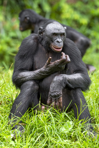 倭黑猩猩的肖像特写