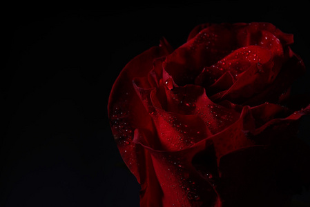红玫瑰与干红玫瑰与舞台上的灯光在黑色背景上的特写照片