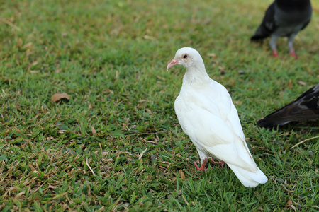 白鸽子站在公园的草地上