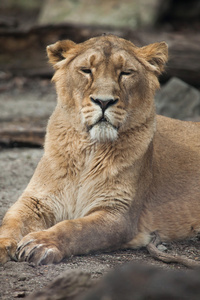 雌性亚洲狮子豹狮子狮子。