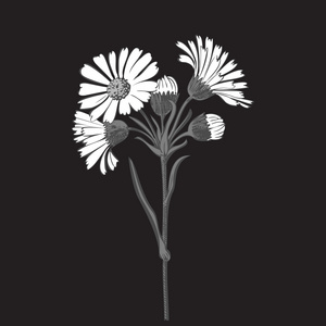 手绘束雏菊花白色背景上孤立