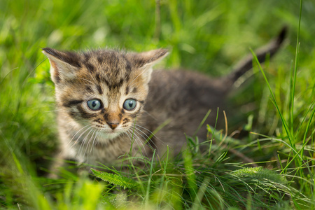 在绿色草地上的虎斑小猫