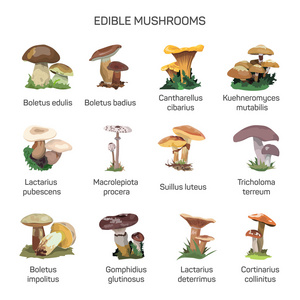 食用蘑菇向量集的孤立的白色背景上的图标