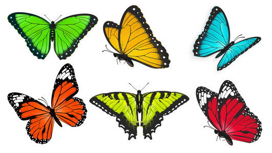 组的现实 明亮和多彩的蝴蝶，蝴蝶矢量图