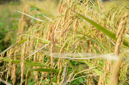 近熟稻浅埋场选择重点水稻研究
