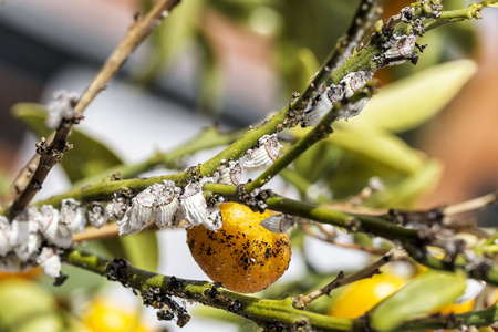 柑橘树上的害虫蚧特写图片