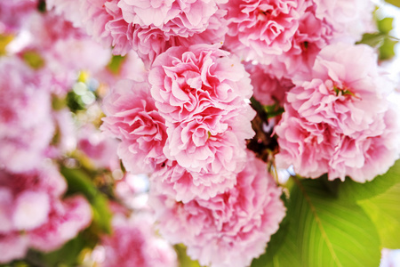 粉红的樱花 日本樱花 盛开在春天的花园