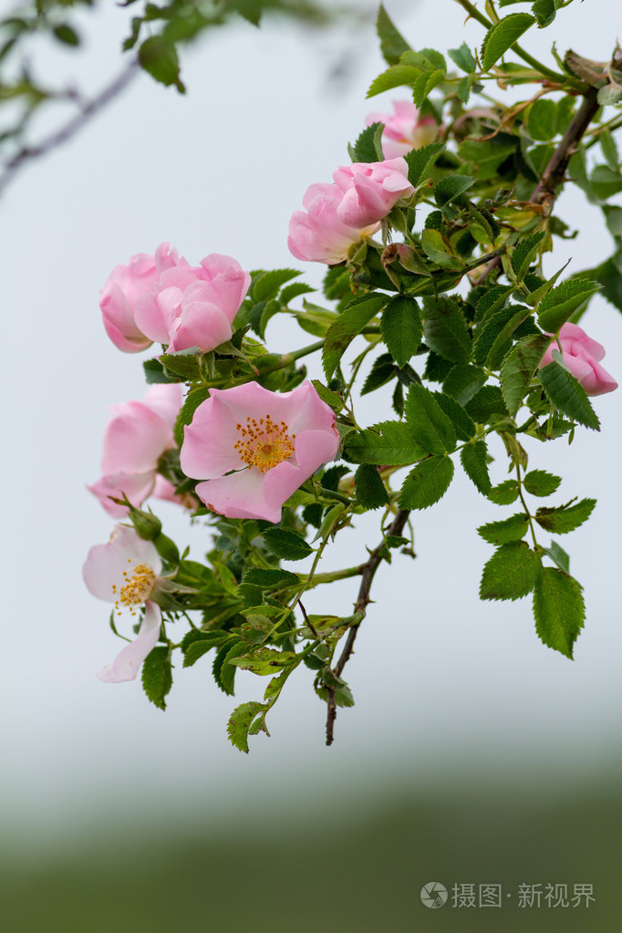 美丽盛开的野玫瑰