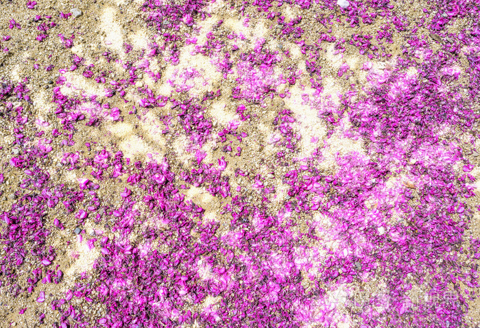 粉红色的樱花花瓣落在了地上