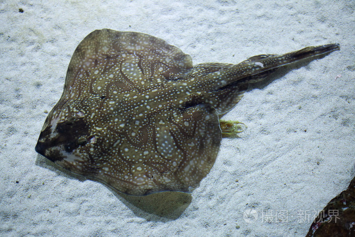 undulate ray (raja undulata).