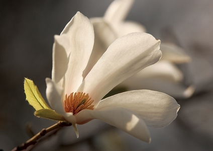 白玉兰花在春天