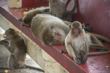 猴子家族在泰国