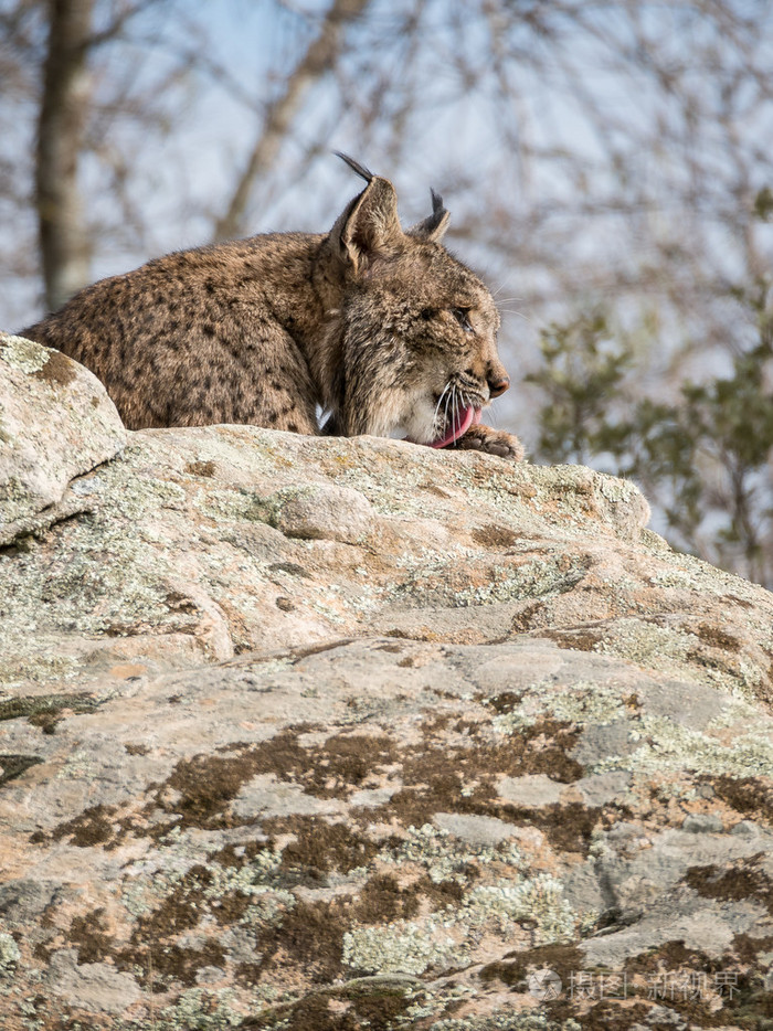 伊比利亚猞猁猞猁舔它的爪子