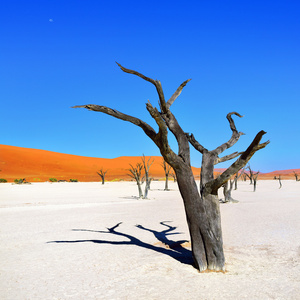 Deadvlei，苏斯。纳米比亚