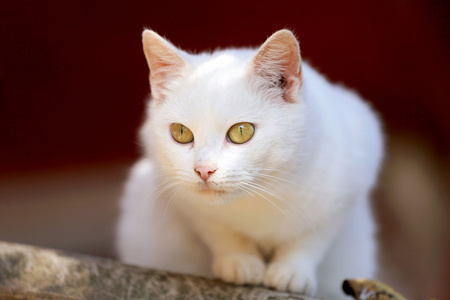 一只白猫双绿眼睛的肖像