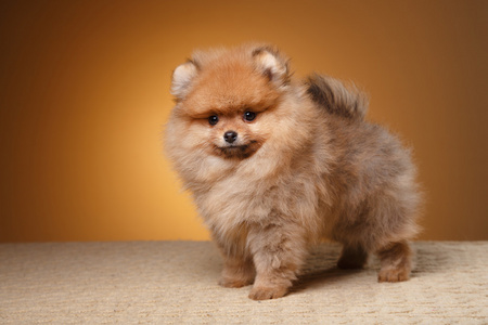 迷你博美犬在彩色背景上的博美犬小狗照片