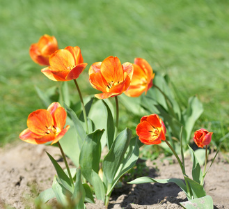 红色和黄色郁金香花园里