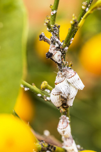柑橘树上的害虫蚧特写图片