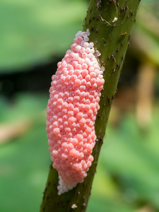 姘特写镜头的卵在池塘蜗牛照片