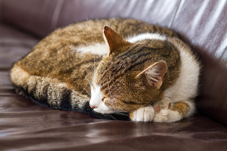 狸花猫睡觉照片