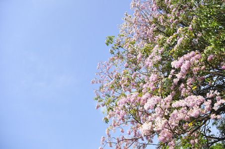 蓝色天空上的粉红泰科马选择性焦点