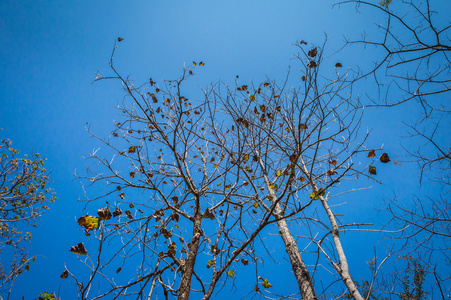 树枝和蓝天的图案