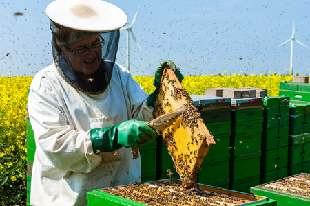 经验丰富的高级养蜂工作中盛开的油菜籽国际剑联